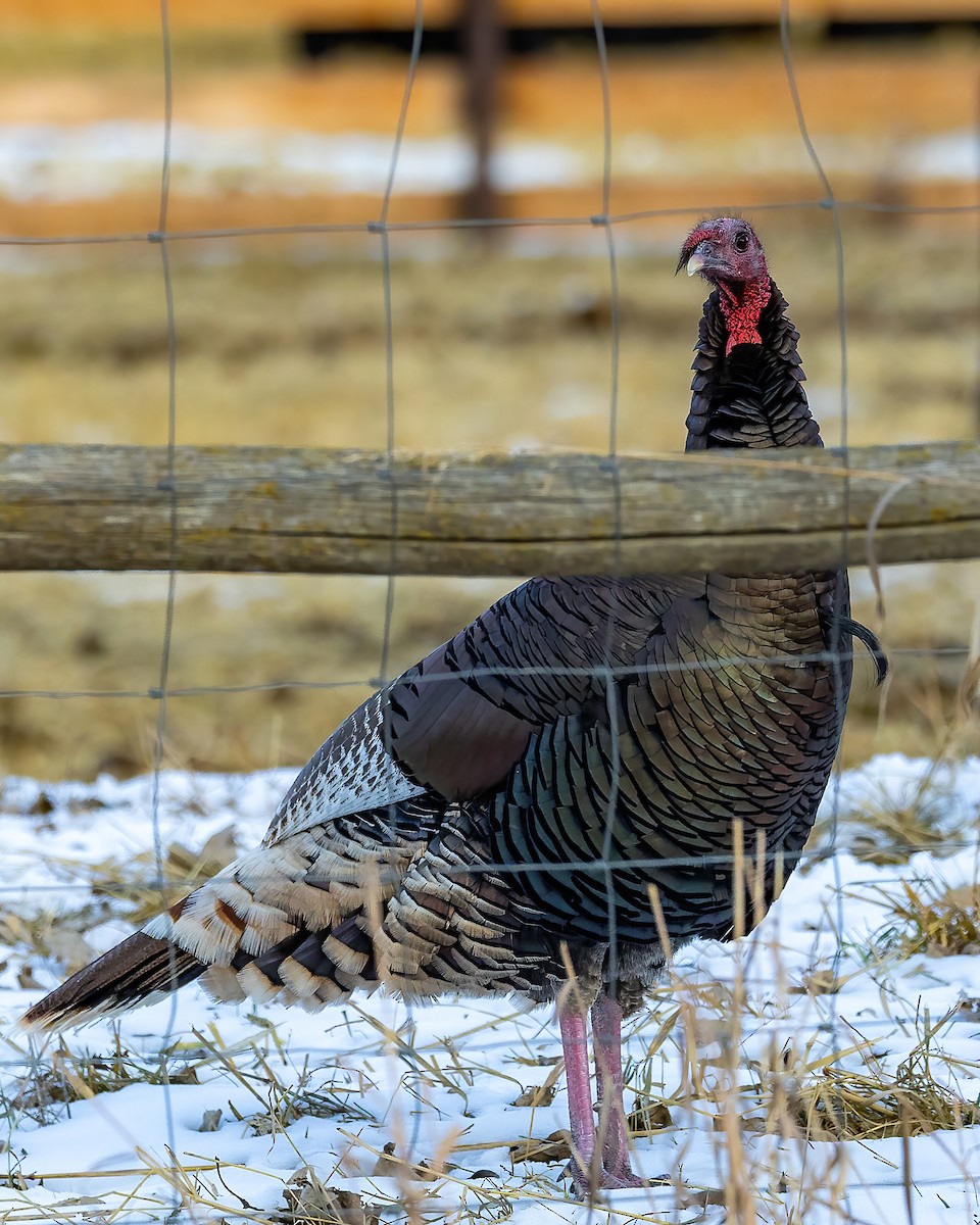 Wild Turkey - ML626816223