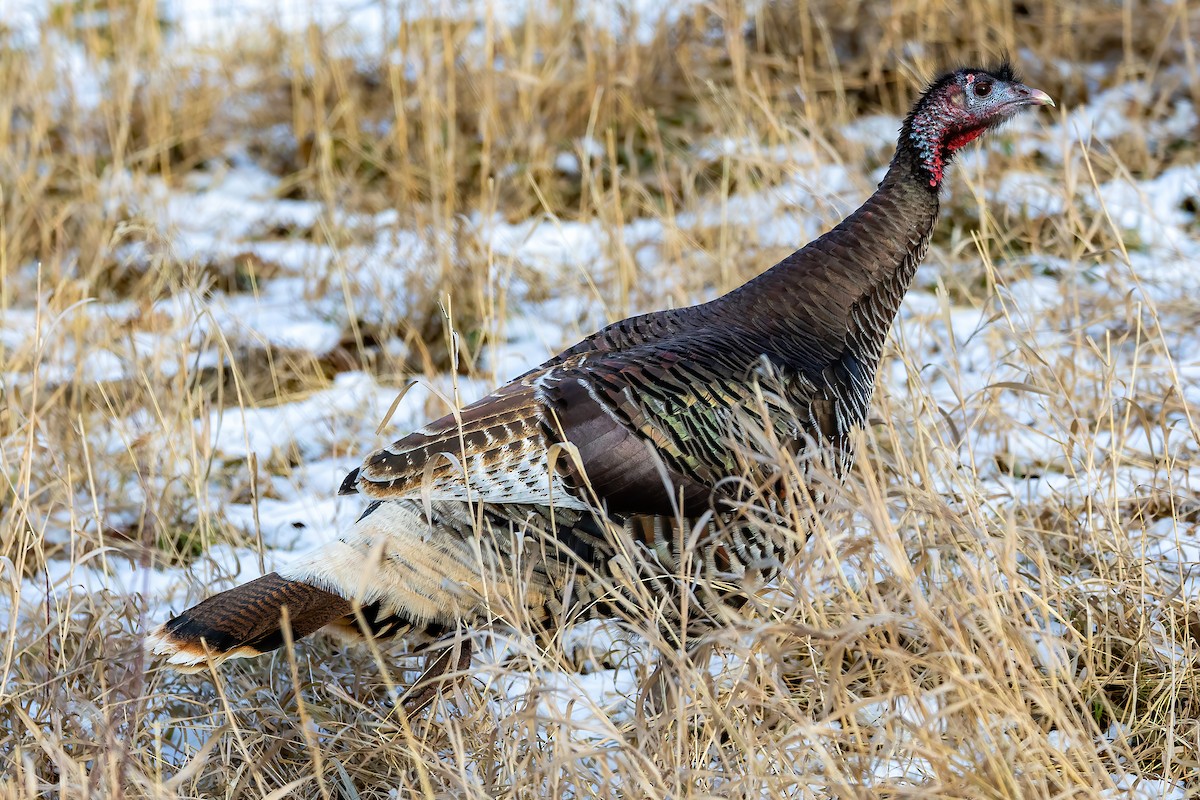 Wild Turkey - ML626816224