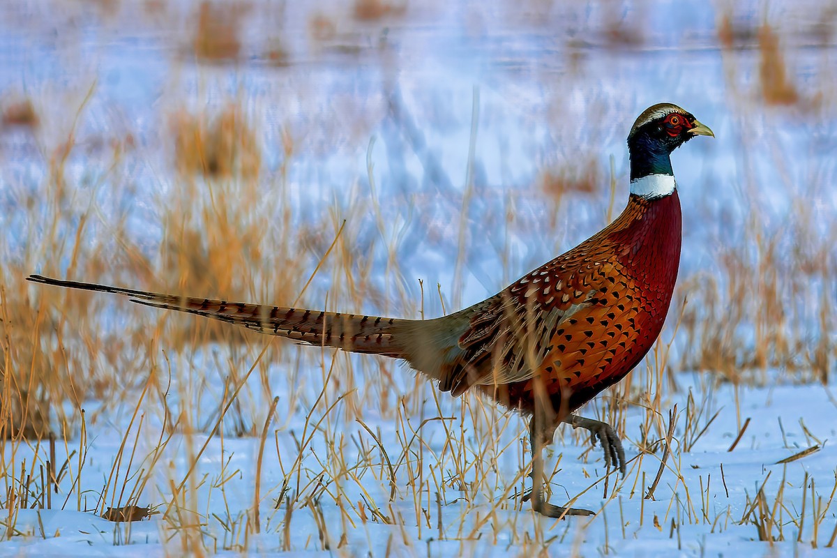 Ring-necked Pheasant - ML626816225