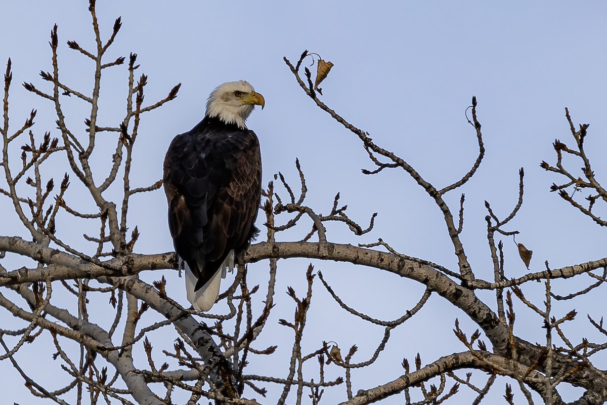 Bald Eagle - ML626816234