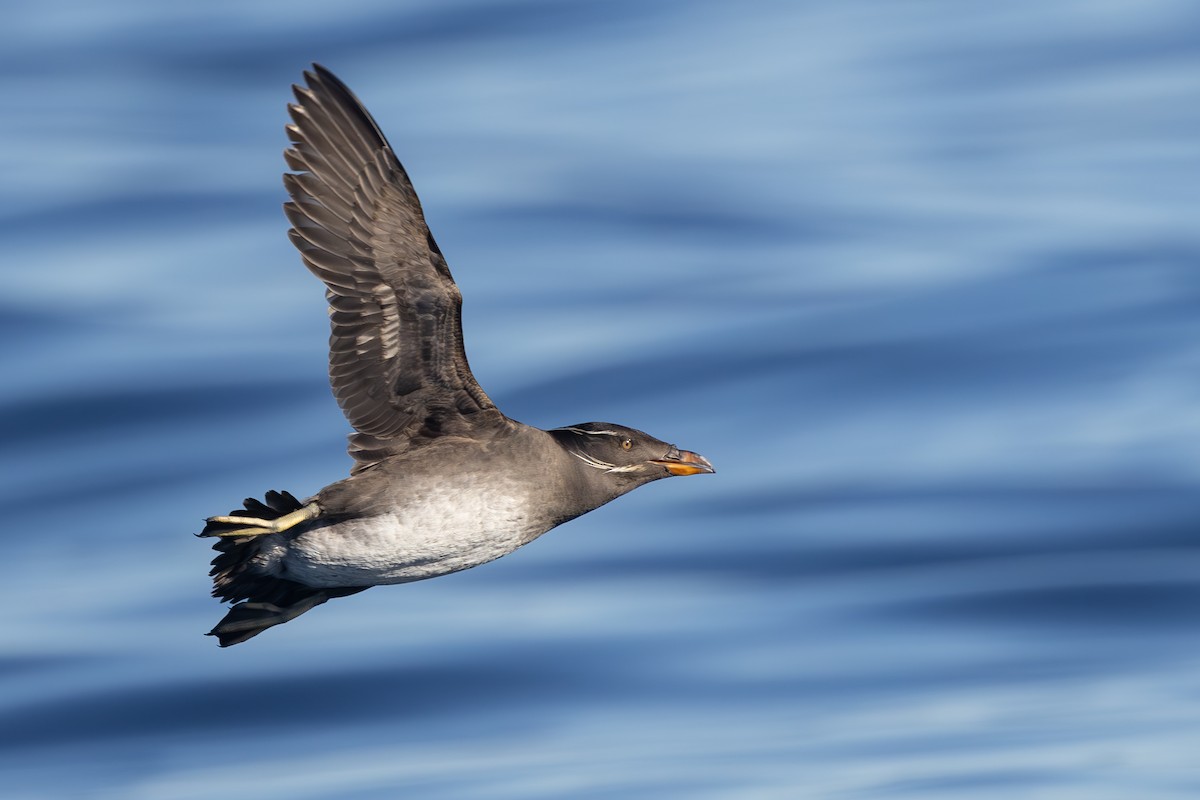Rhinoceros Auklet - ML626816253