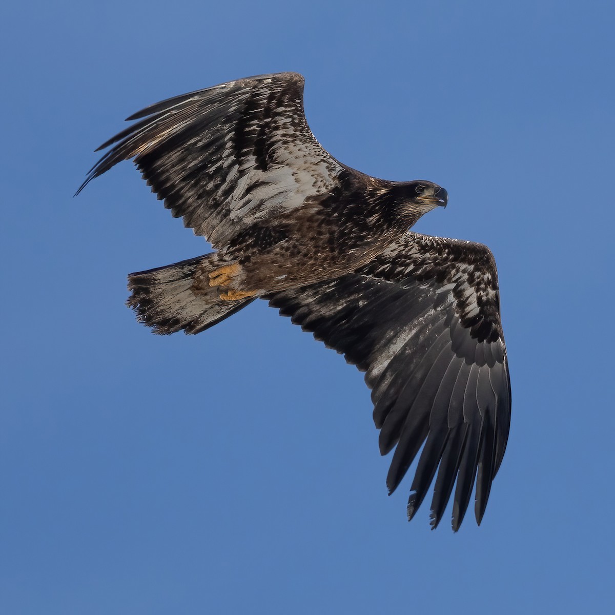 Bald Eagle - ML626816259