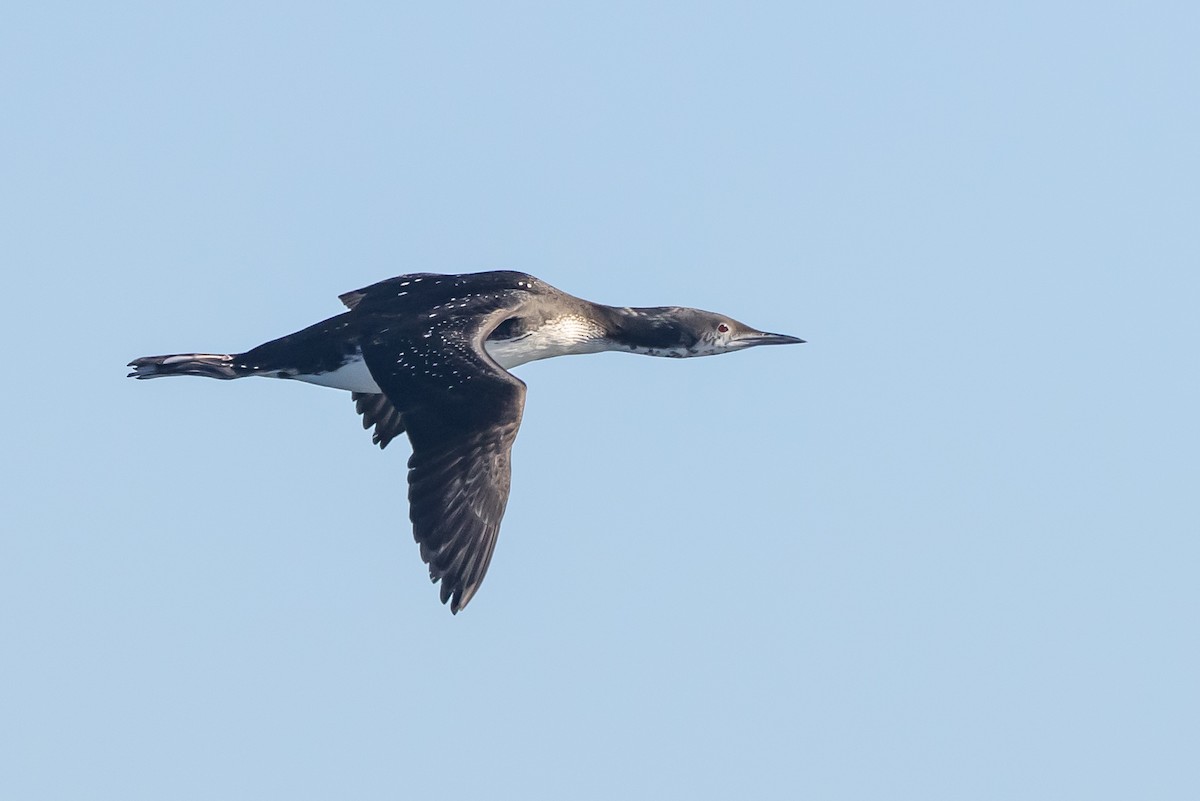 Pacific Loon - ML626816265