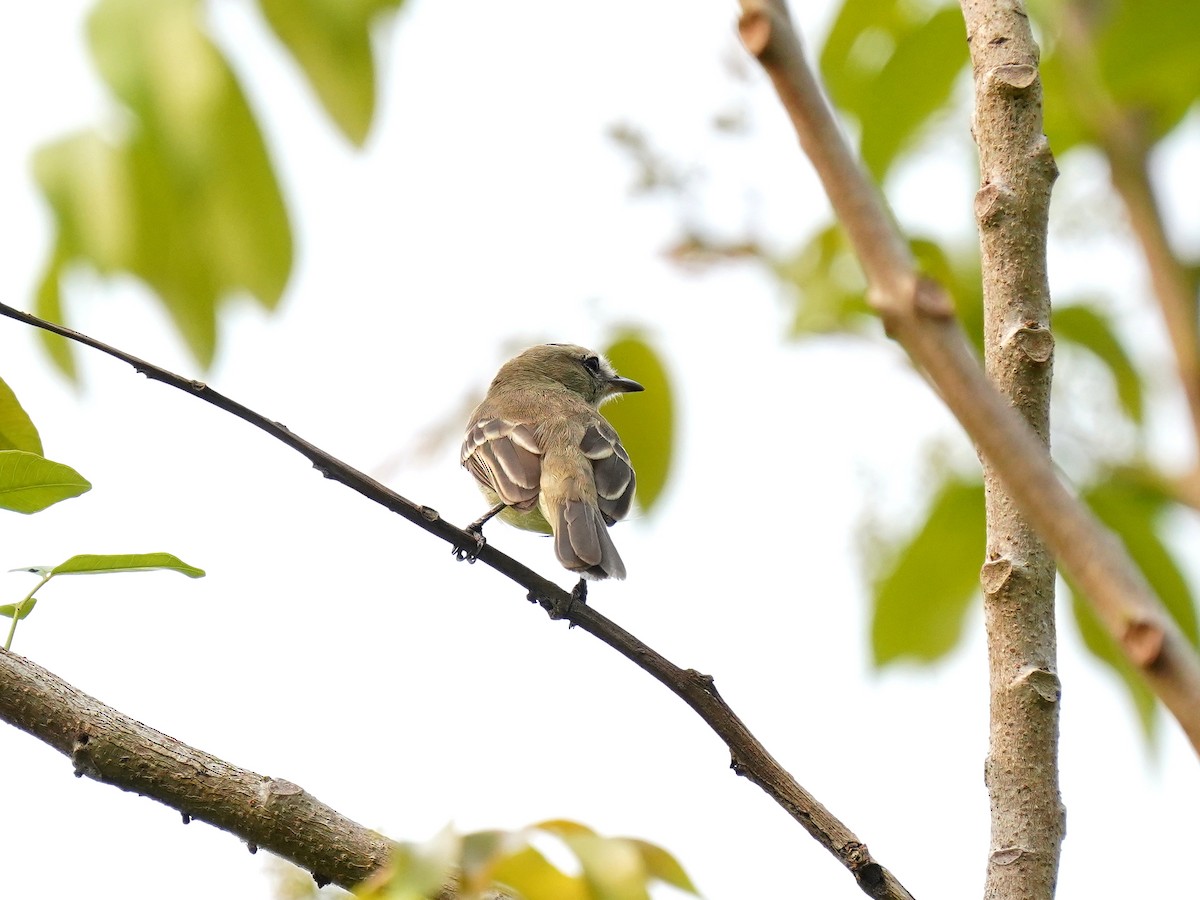 Mouse-colored Tyrannulet (Northern) - ML626816535