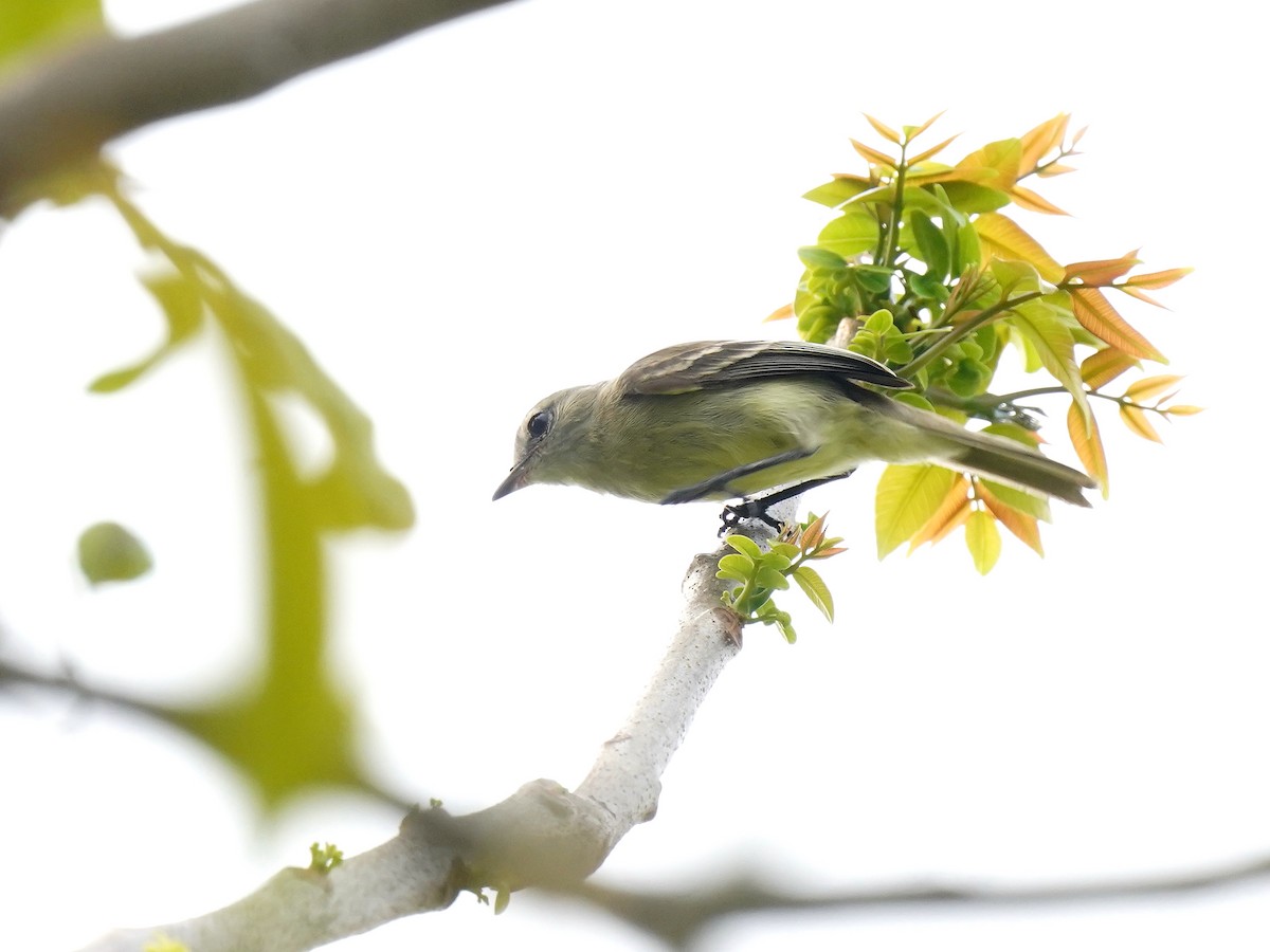 Mouse-colored Tyrannulet (Northern) - ML626816545