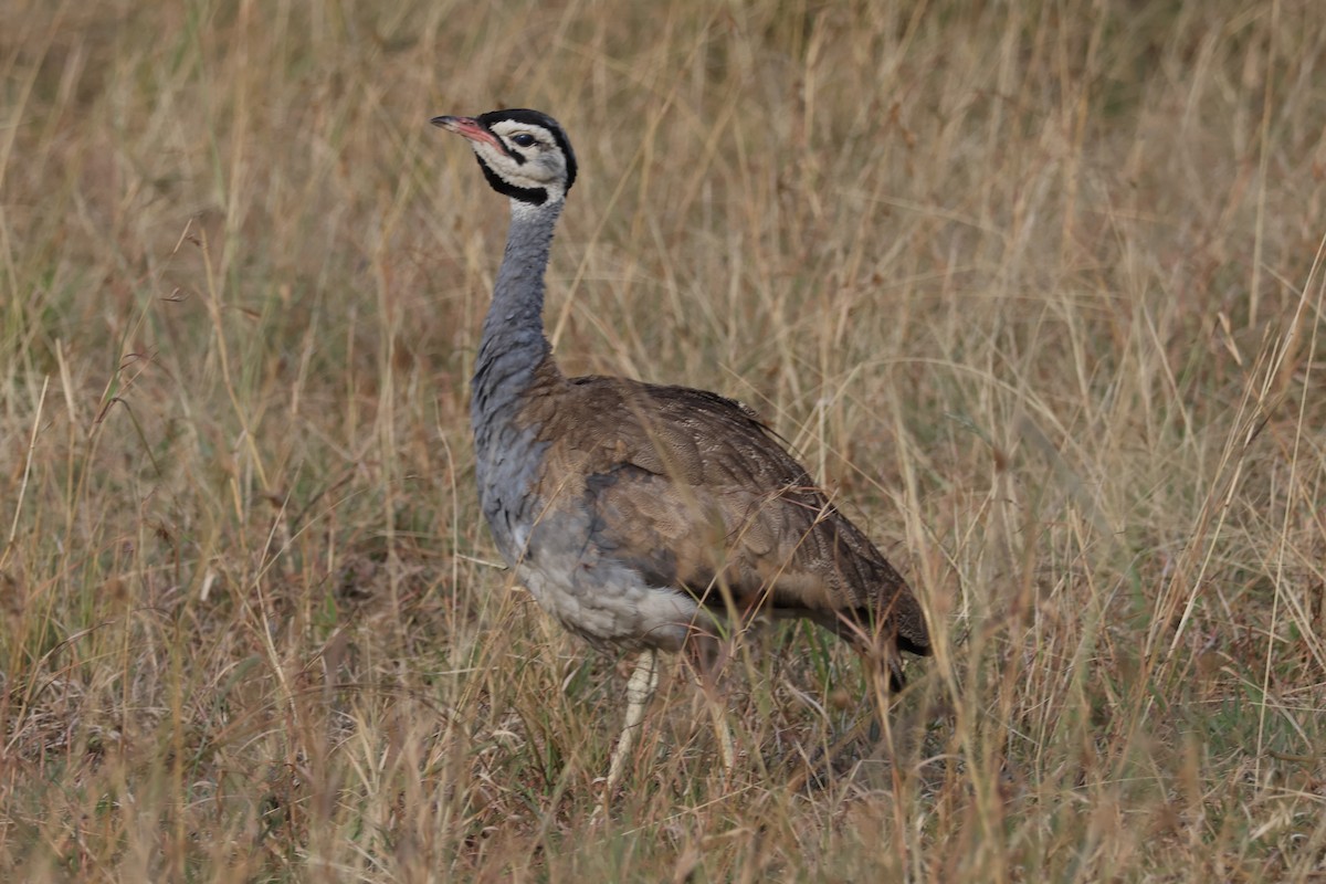 White-bellied Bustard - ML626816576