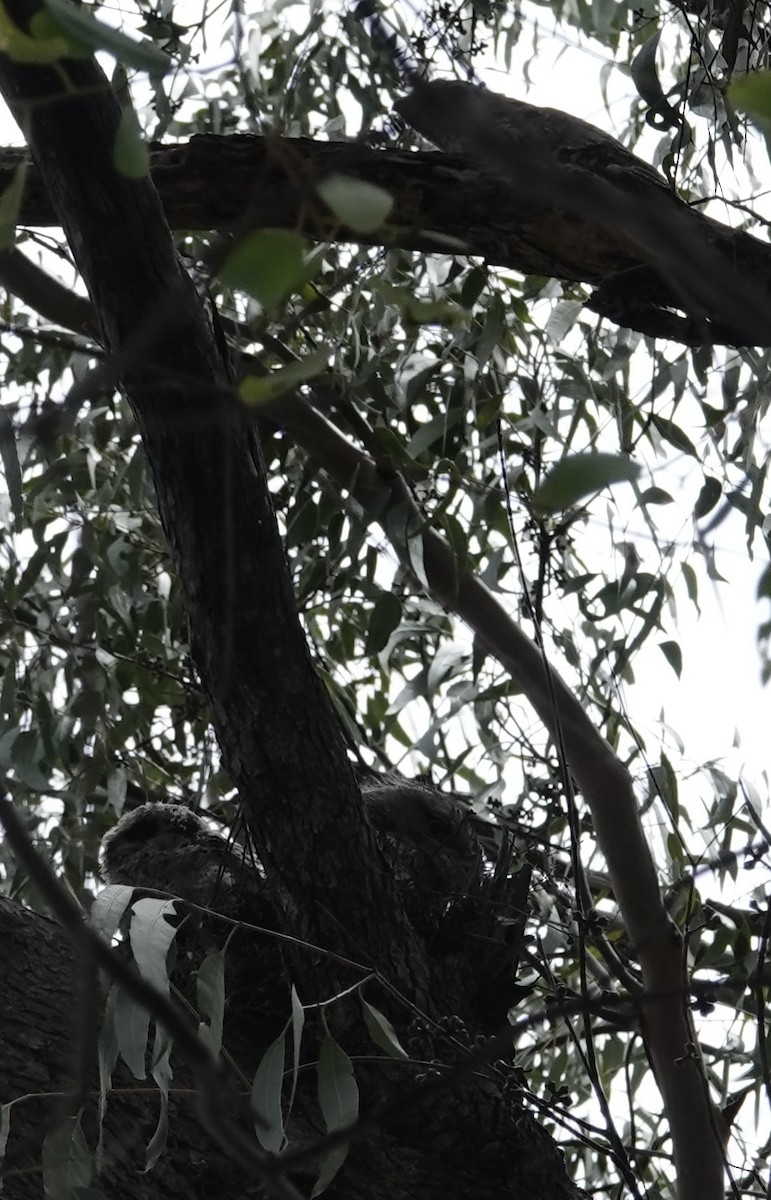 Tawny Frogmouth - ML626816588