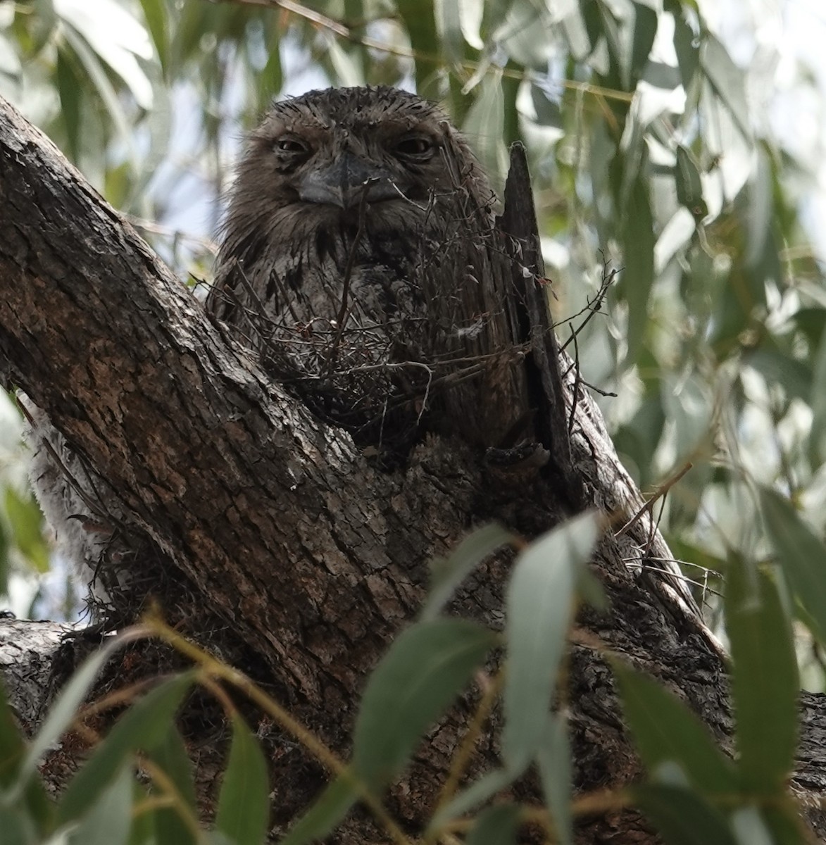 Tawny Frogmouth - ML626816597