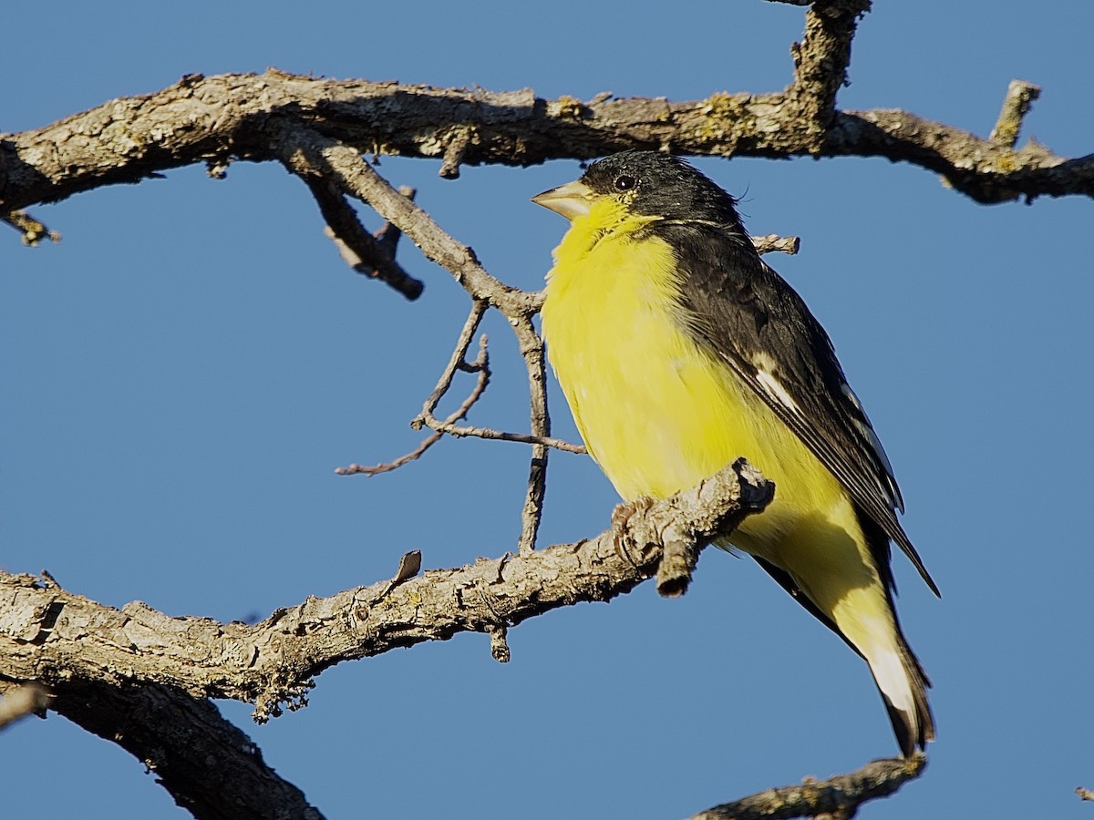 Lesser Goldfinch - ML626816725