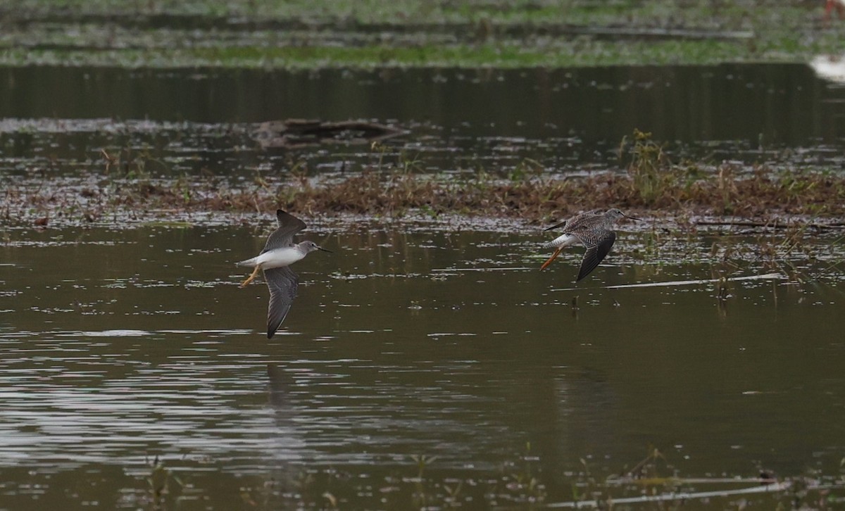 Lesser/Greater Yellowlegs - ML626816806