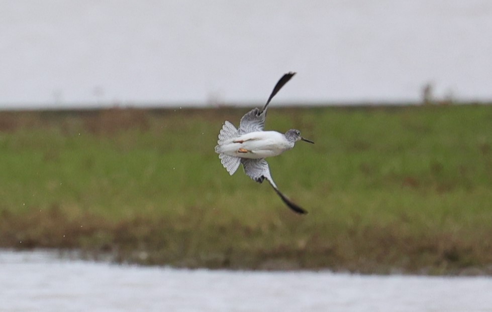 Lesser/Greater Yellowlegs - ML626816816