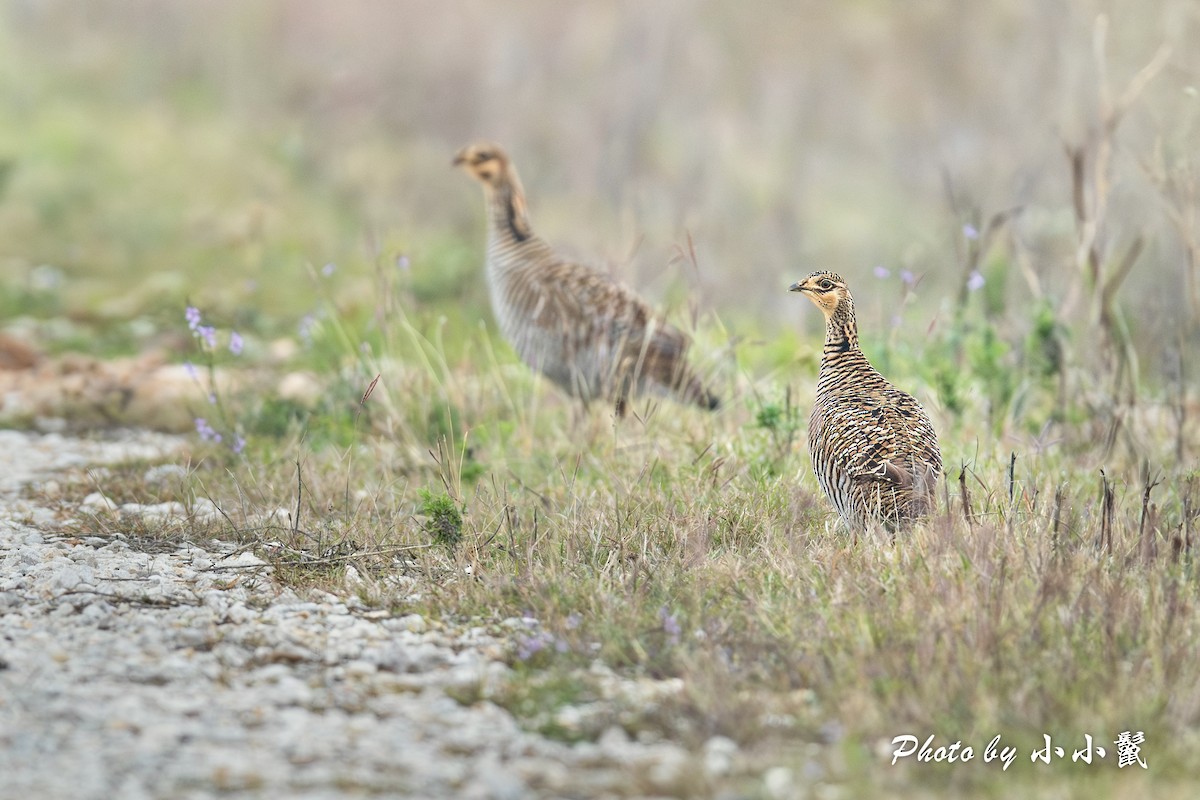 Greater Prairie-Chicken (Attwater's) - ML626817002