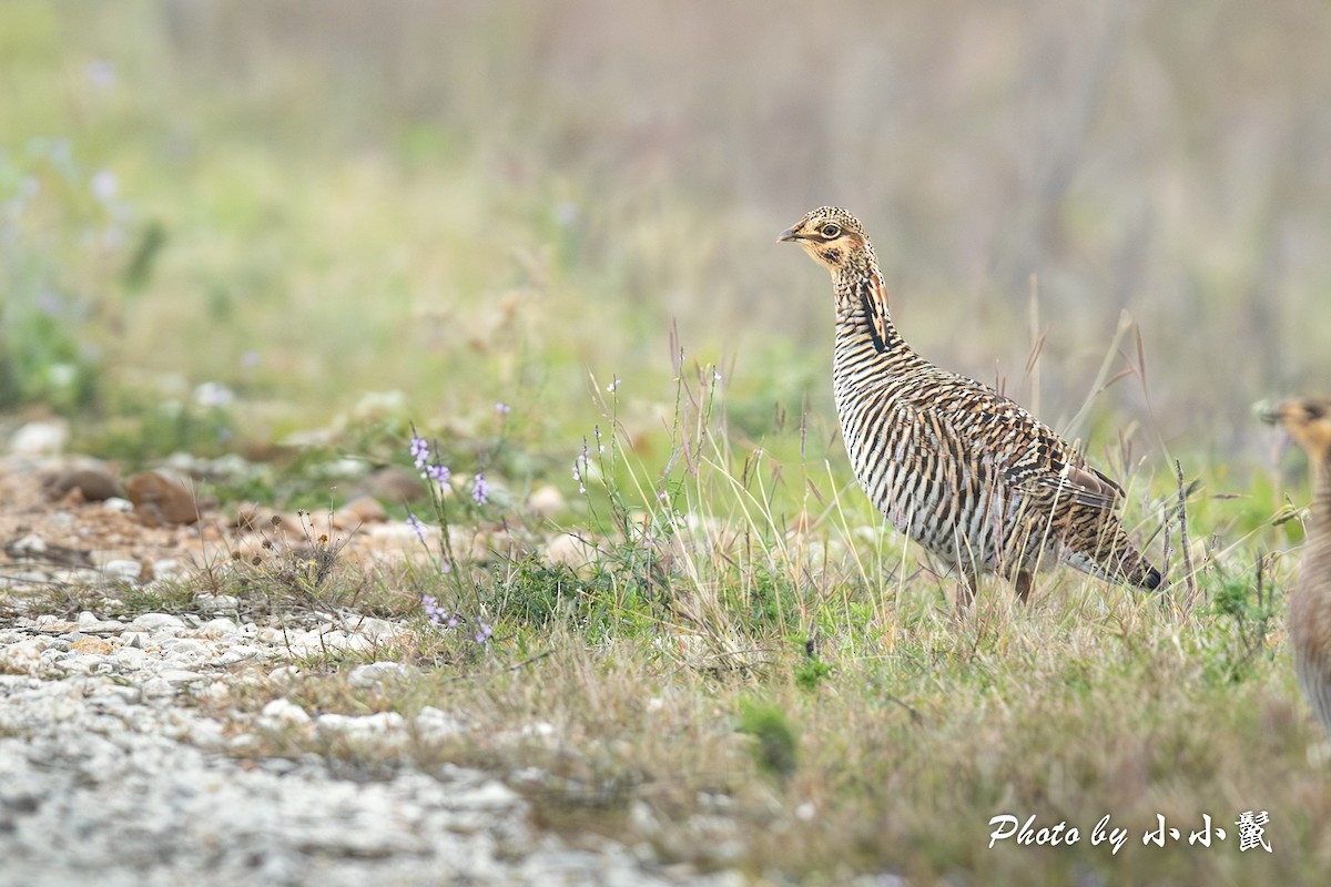 Greater Prairie-Chicken (Attwater's) - ML626817003