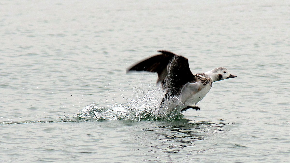 Long-tailed Duck - ML626817479