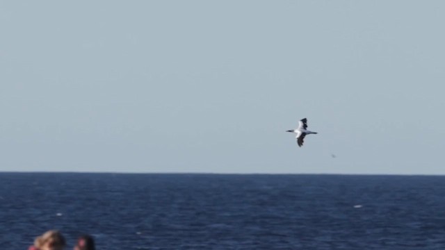 Nazca Booby - ML626817584