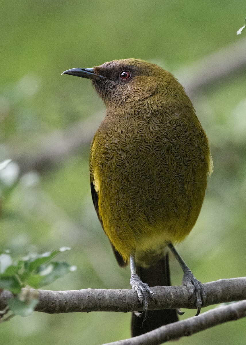 New Zealand Bellbird - ML626817709