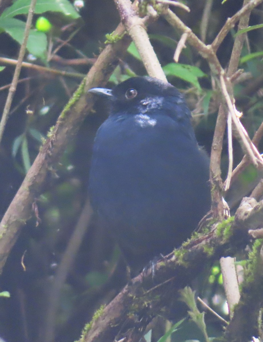 Sri Lanka Whistling-Thrush - ML626817943
