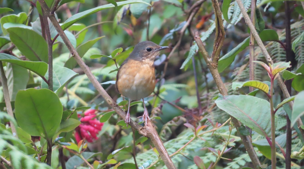 Indian Blue Robin - ML626817974