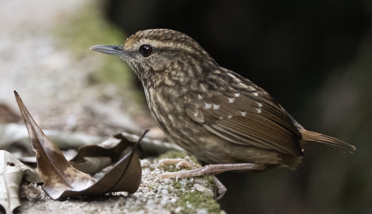 Eyebrowed Wren-Babbler - ML626817990