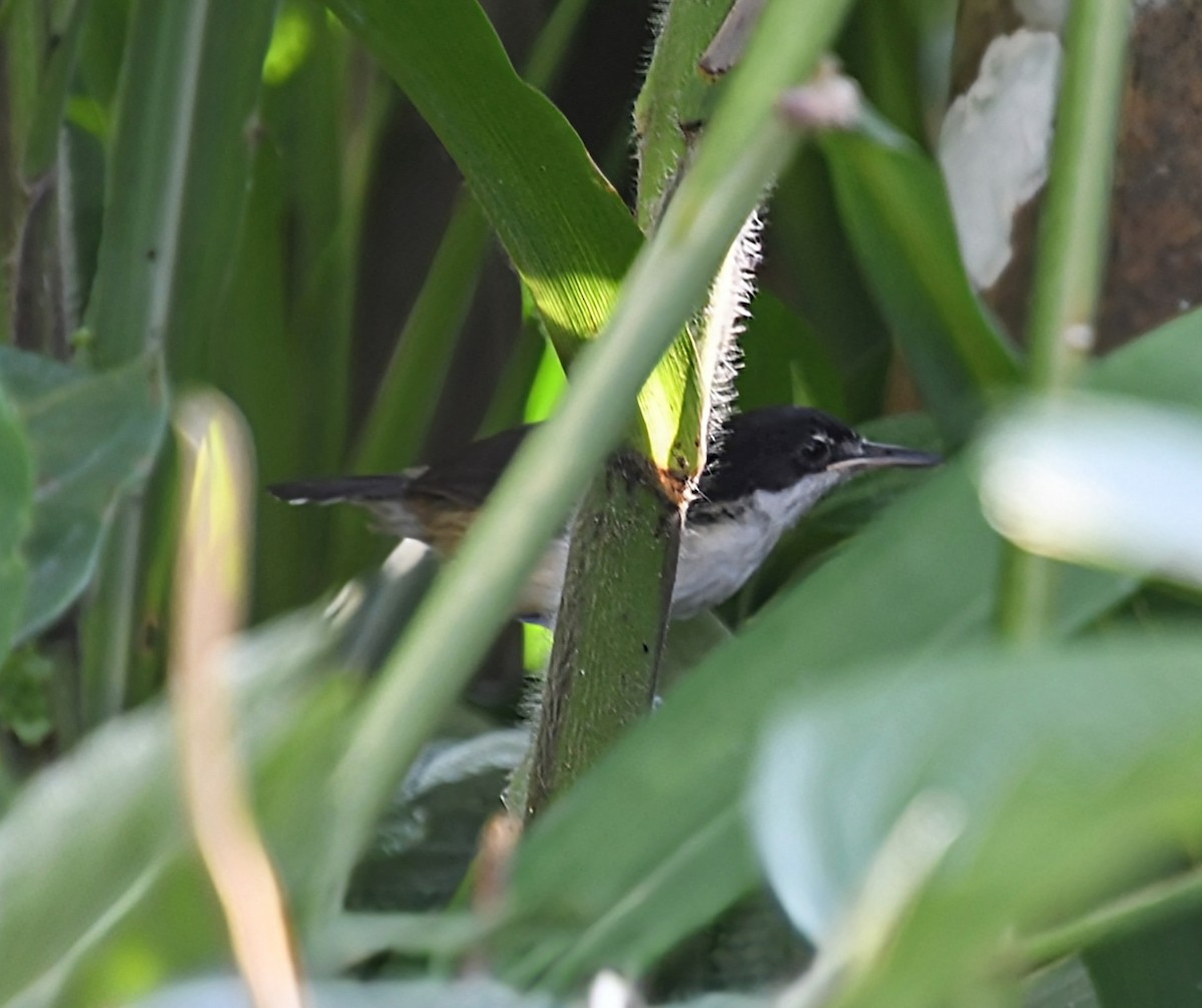 Black-and-white Antbird - Matthew Curtis
