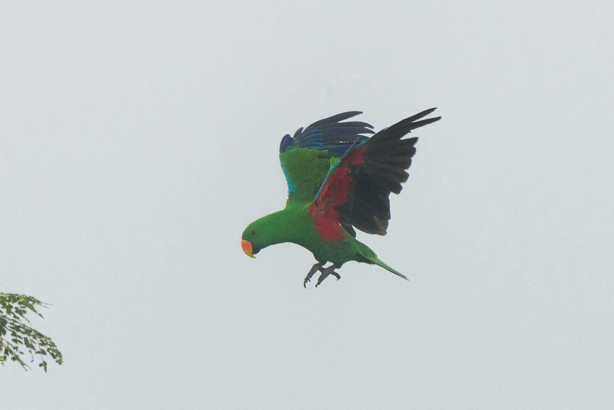 Papuan Eclectus - ML626818062