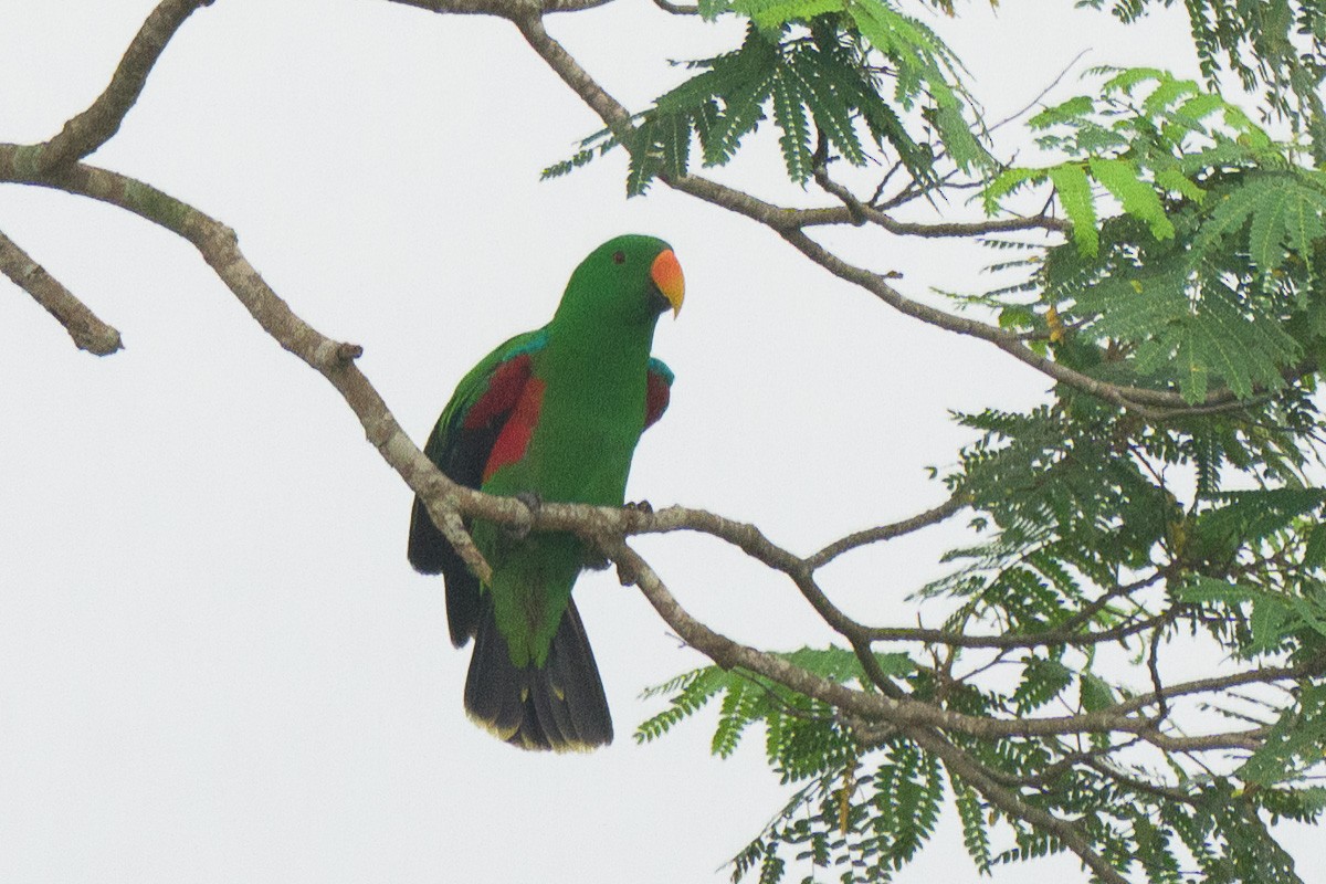 Papuan Eclectus - ML626818063