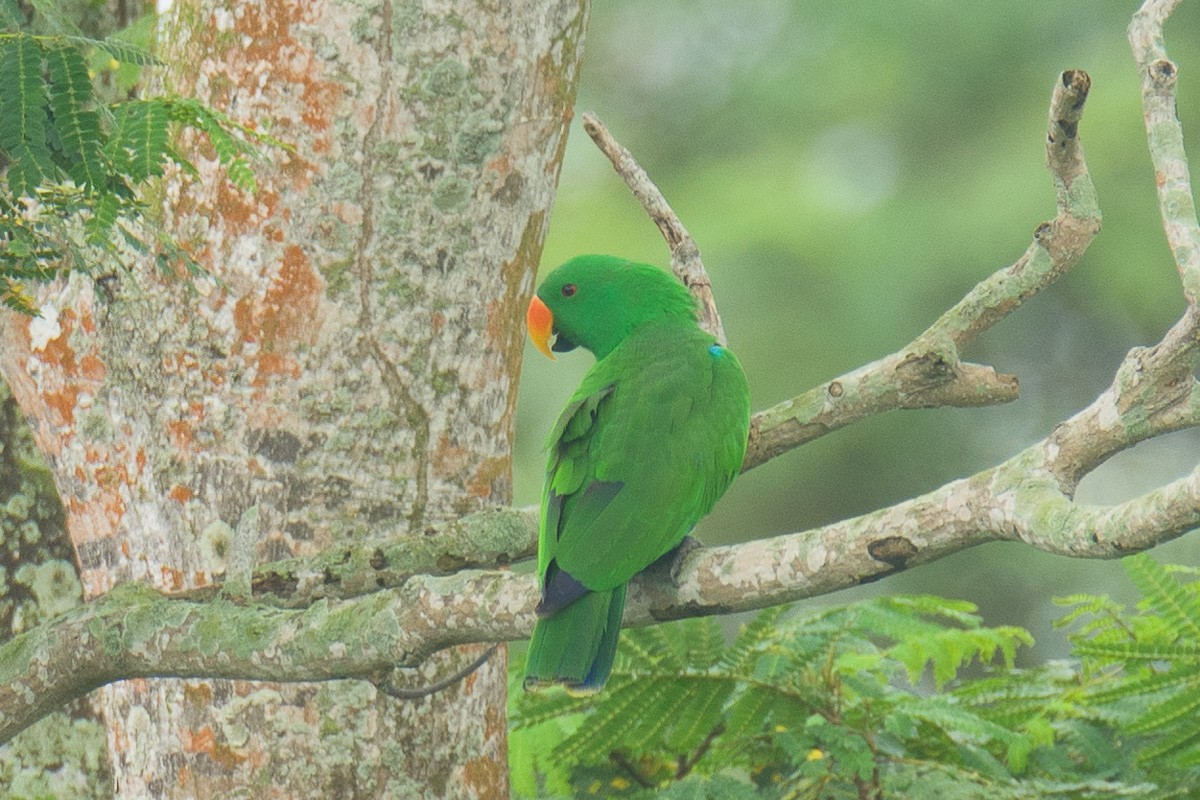 Papuan Eclectus - ML626818064