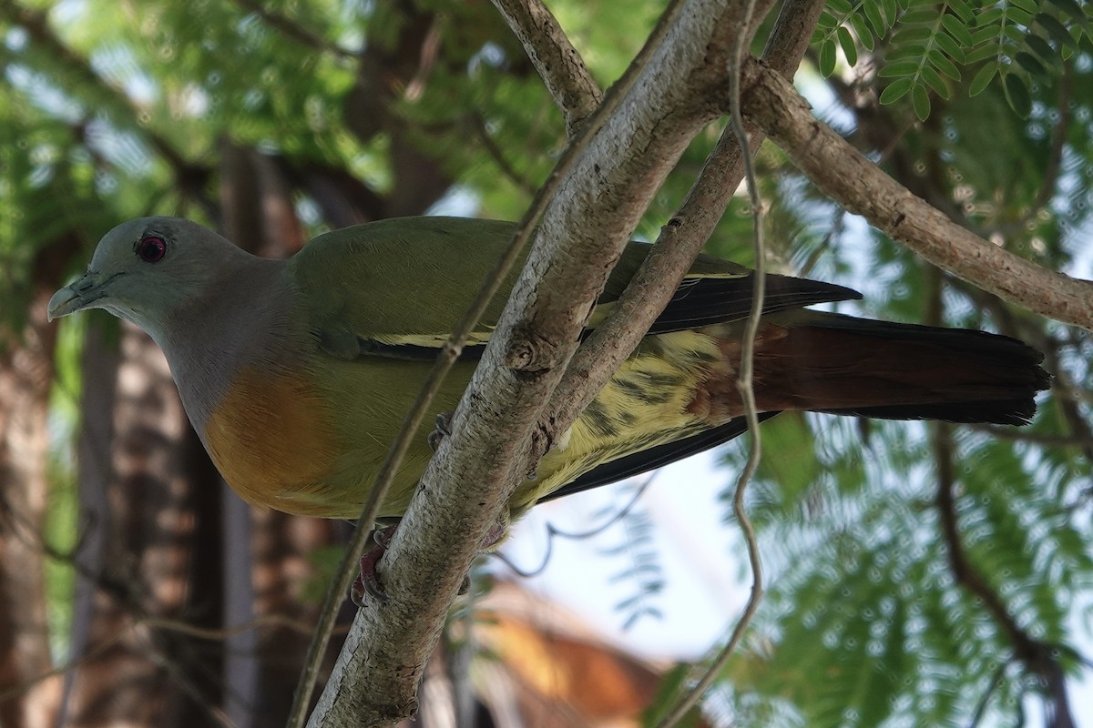 Pink-necked Green-Pigeon - ML626818214