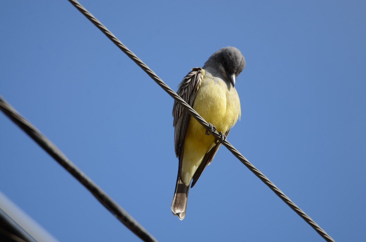Cassin's Kingbird - ML626818224