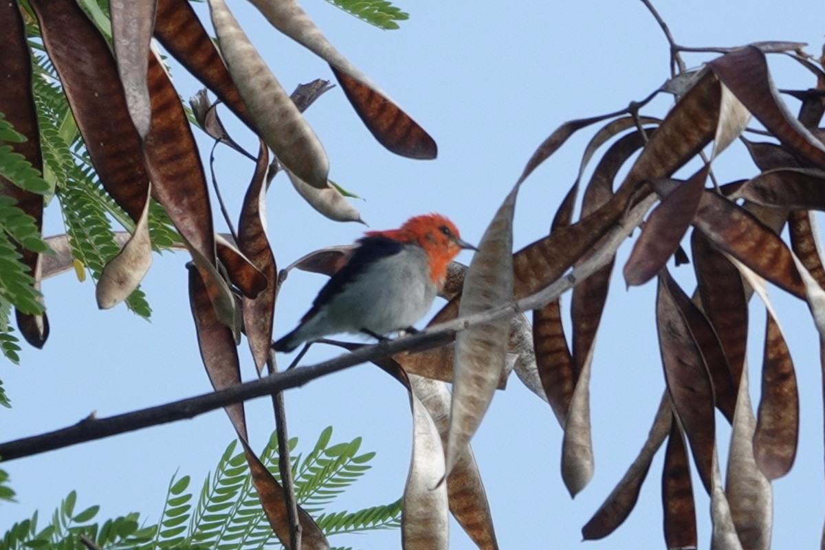 Scarlet-headed Flowerpecker - ML626818240