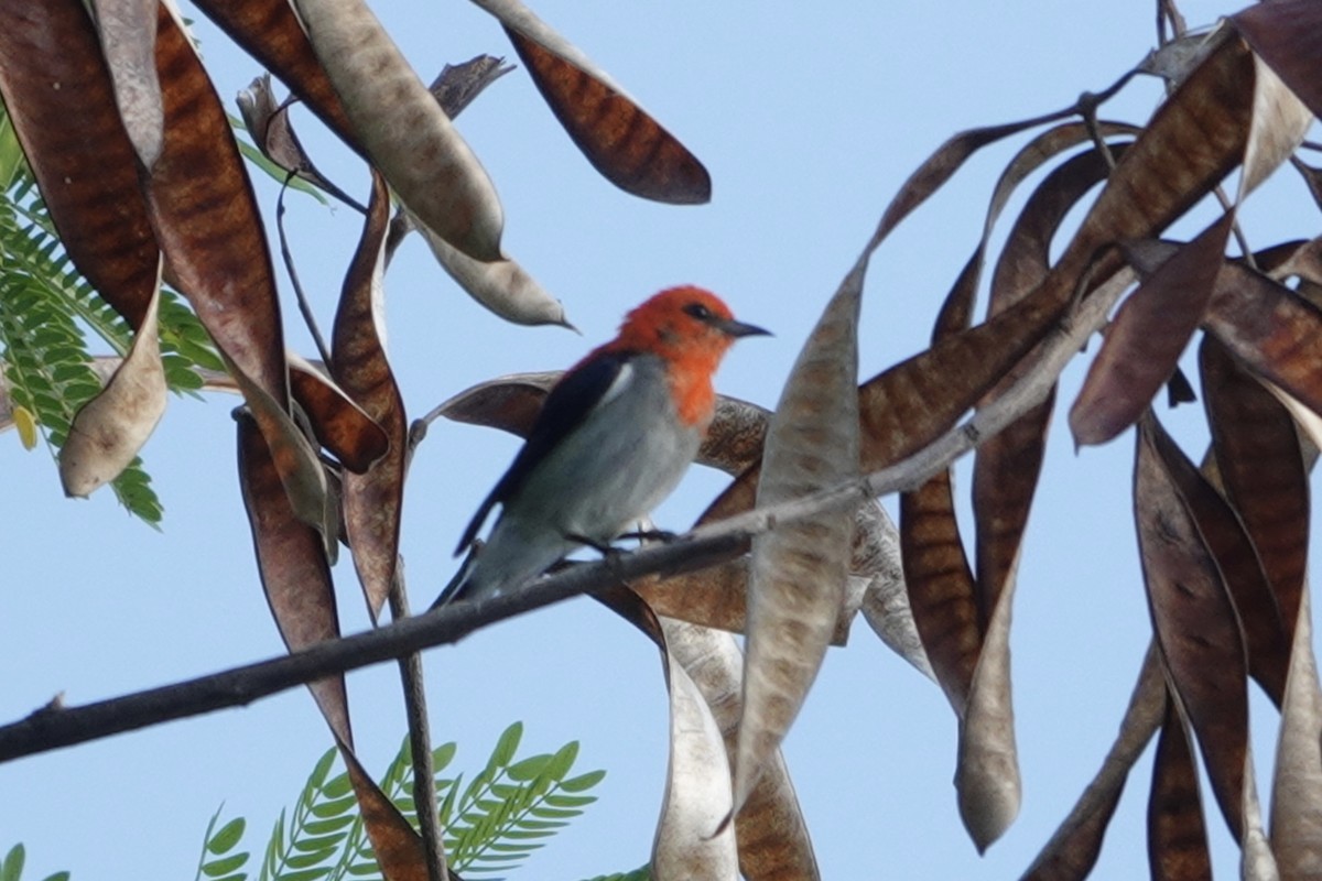 Scarlet-headed Flowerpecker - ML626818241