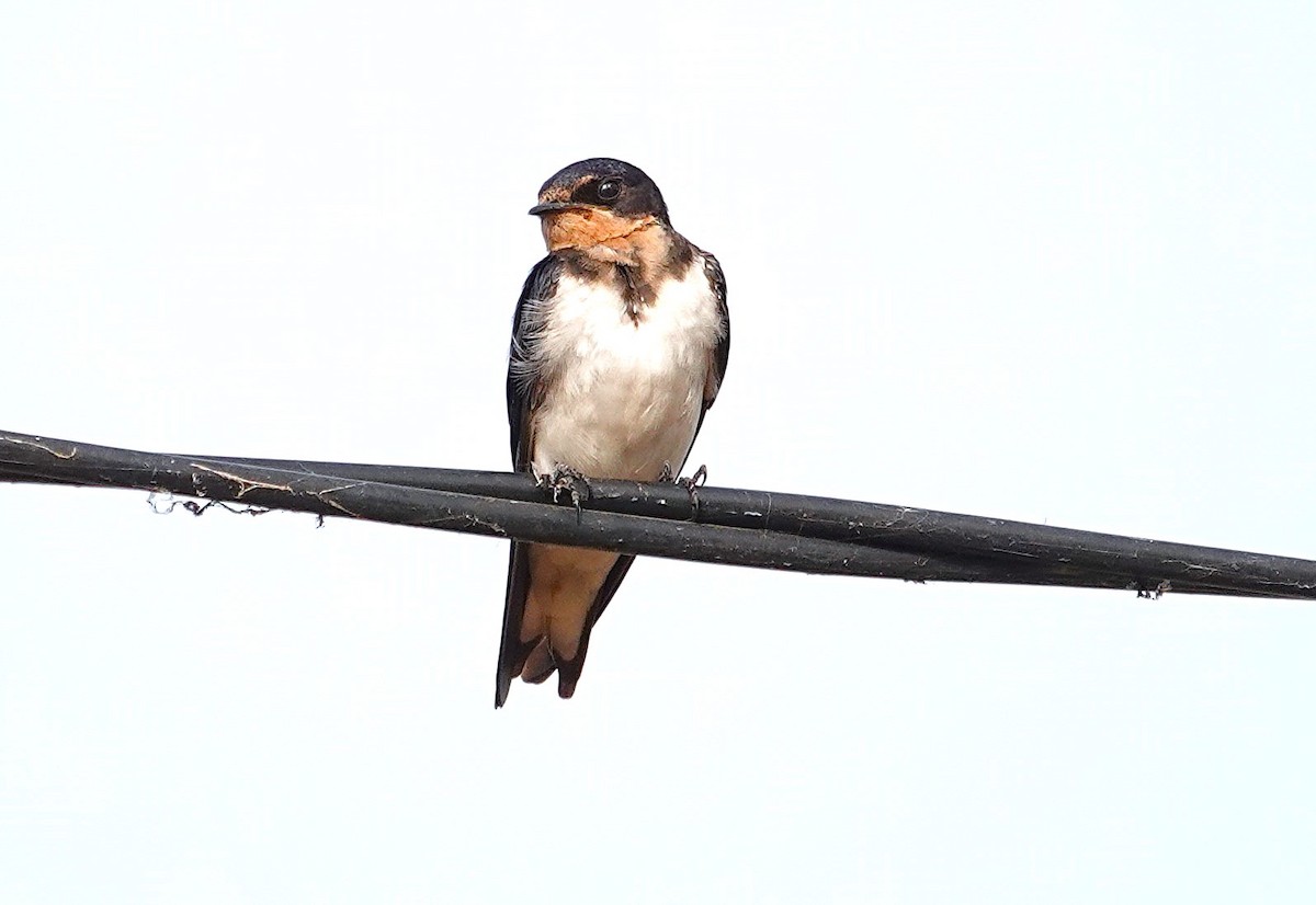 Red-chested Swallow - ML626818492