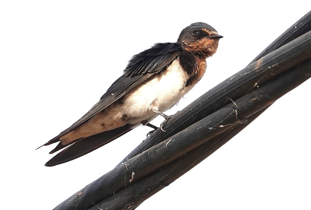 Red-chested Swallow - ML626818494