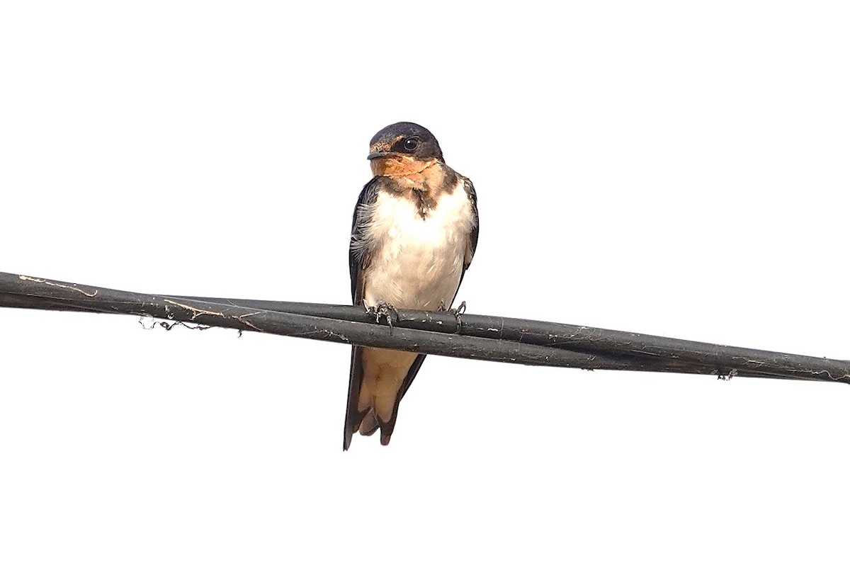 Red-chested Swallow - ML626818496