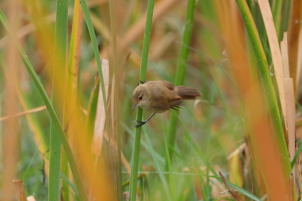 Lesser Swamp Warbler - ML626818649