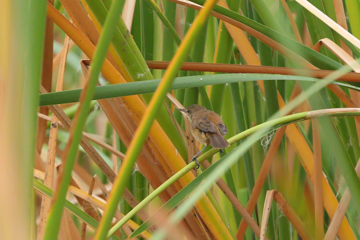 Lesser Swamp Warbler - ML626818650