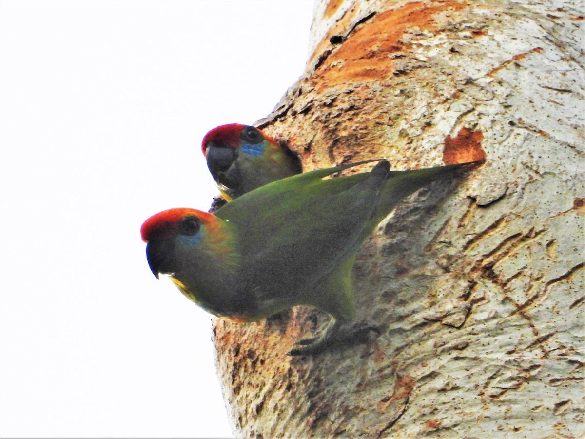 Large Fig-Parrot - ML626818651