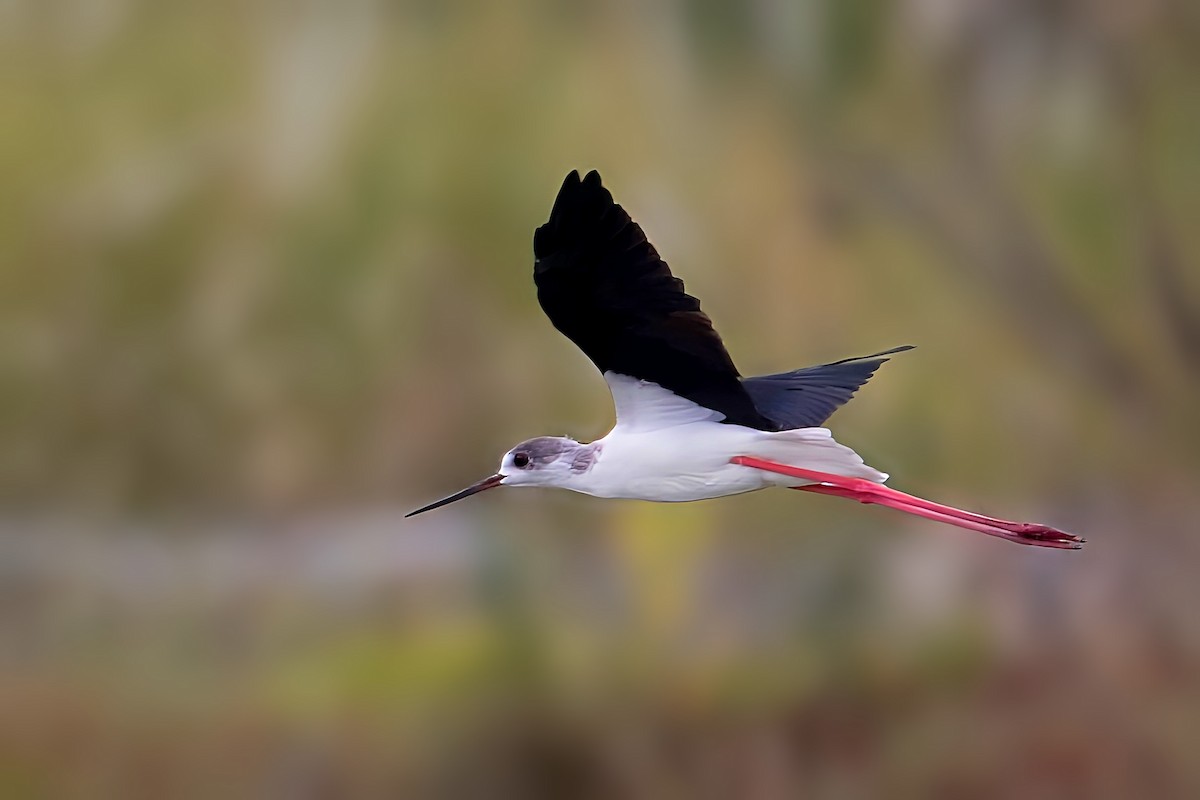 Black-winged Stilt - ML626819108