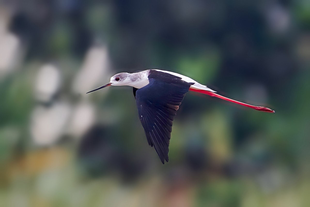 Black-winged Stilt - ML626819109