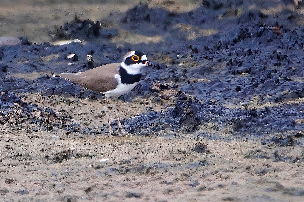 Little Ringed Plover - ML626819113