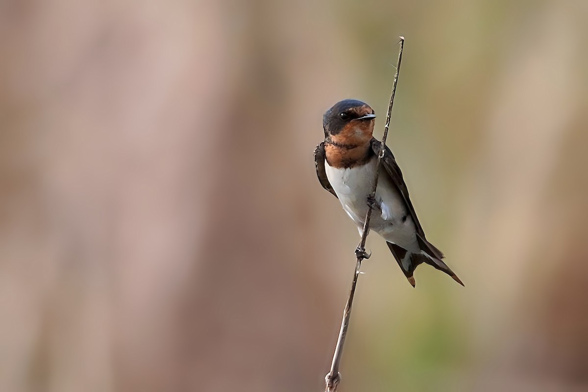 Barn Swallow (Buff-bellied) - ML626819126