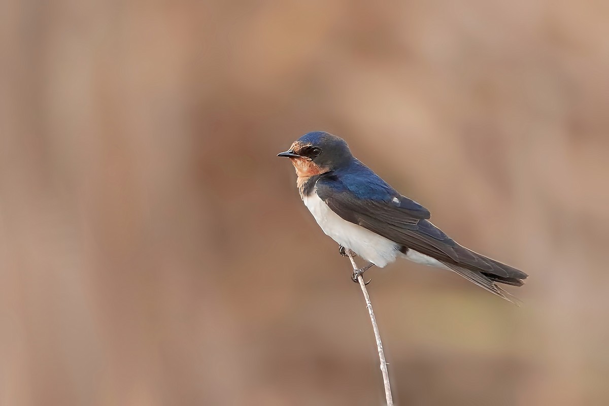 Barn Swallow (Buff-bellied) - ML626819127