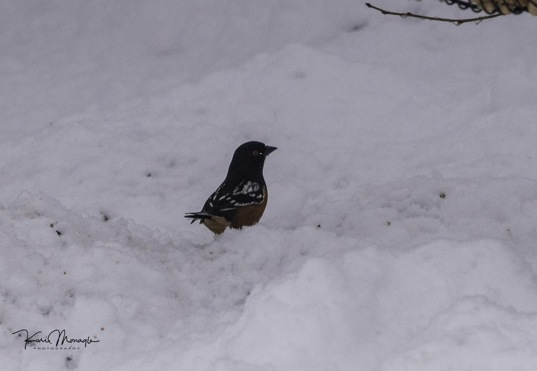 Spotted Towhee - ML626819153
