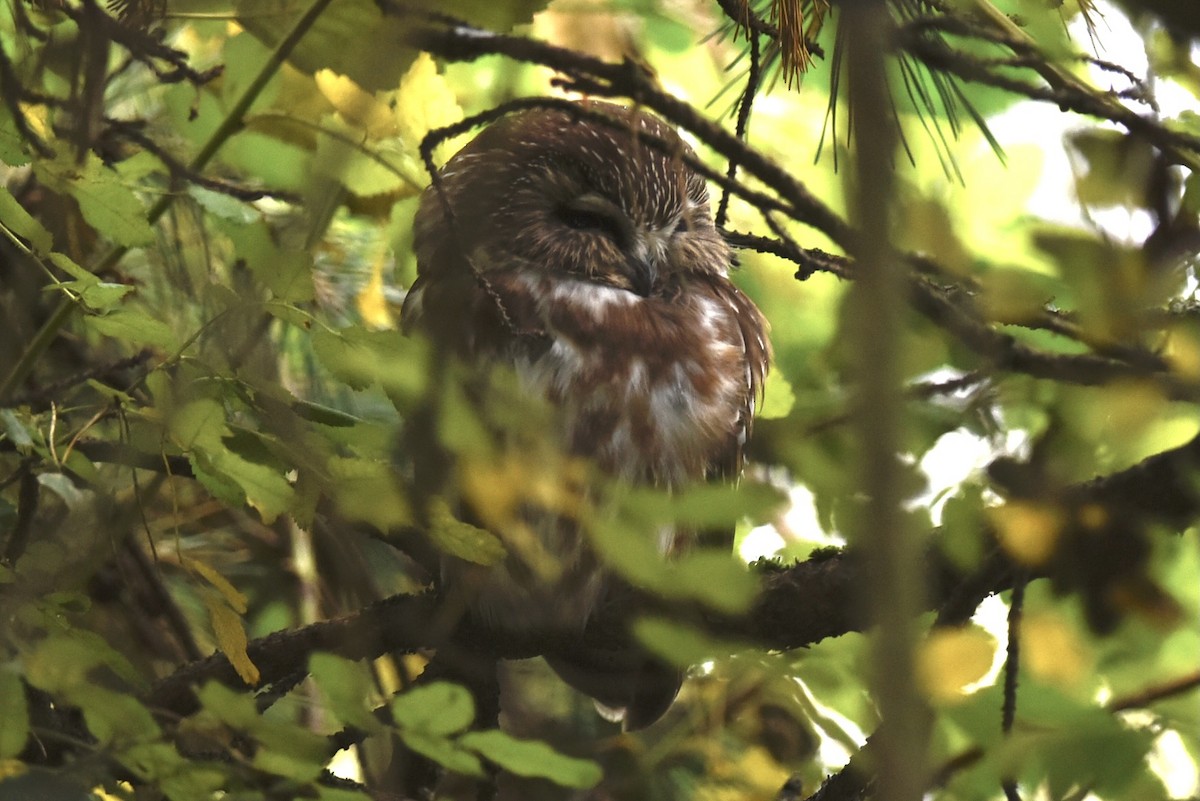 Northern Saw-whet Owl - ML626819226