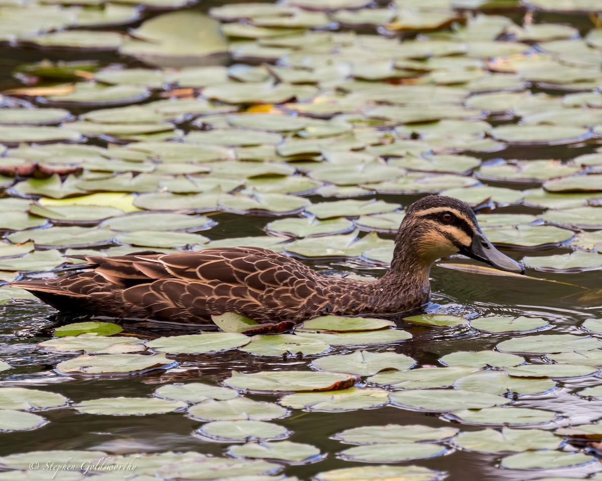 Pacific Black Duck - ML626819446