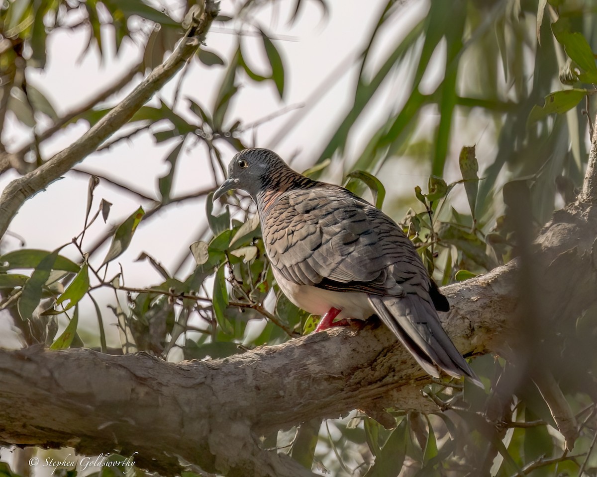 Bar-shouldered Dove - ML626819447