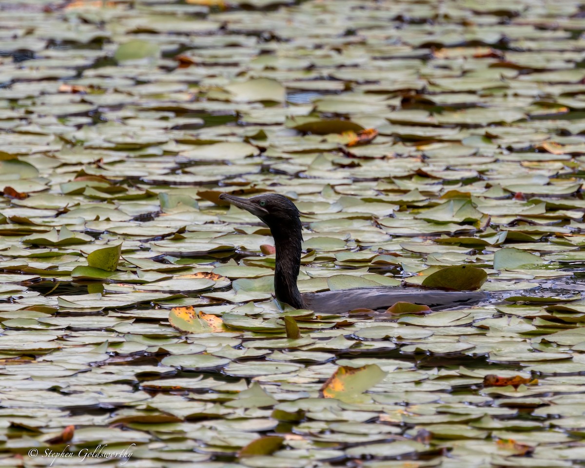 Little Black Cormorant - ML626819453