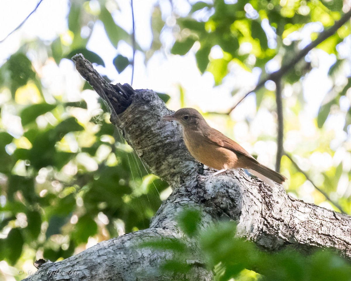 Rufous Shrikethrush - ML626819455