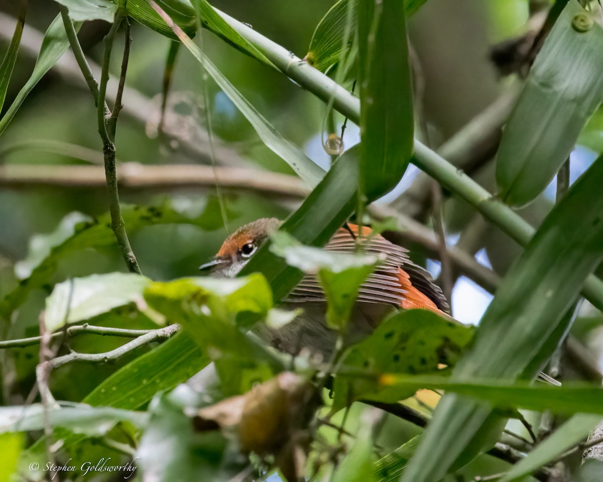 Australian Rufous Fantail - ML626819456