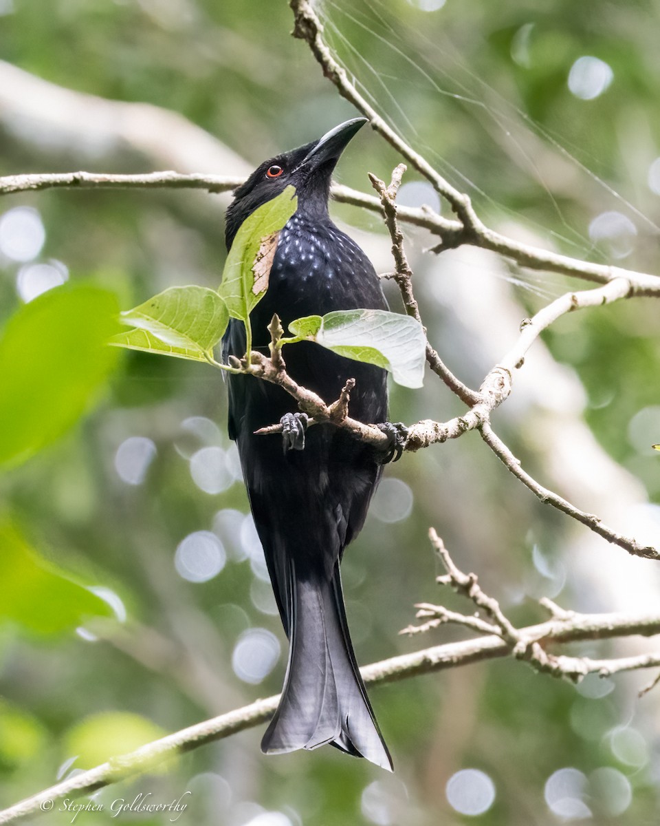 Spangled Drongo - ML626819457